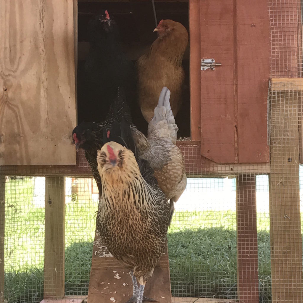 Each morning when I open the coop, I get a chicken parade! Cupcake (in front smiling!) is the friendliest and is generally first out!
