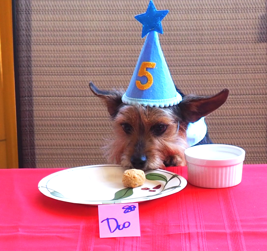 Doolittle, the host dog for Bedford Landings B&B in Smith Mountain Lake enjoys his birthday treat.